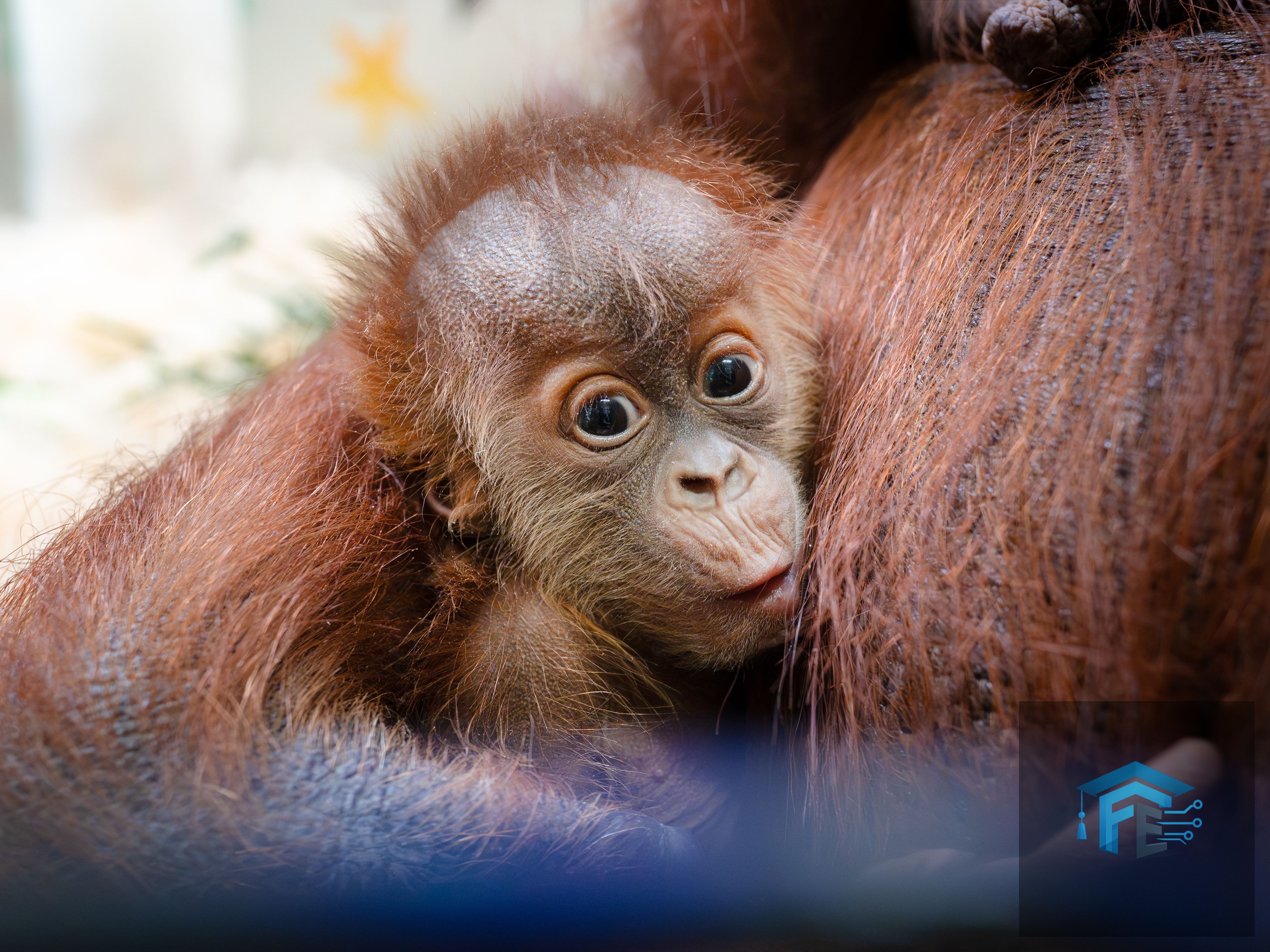 How a Secret Orangutan Breeding Program Is Creating a Baby Boom