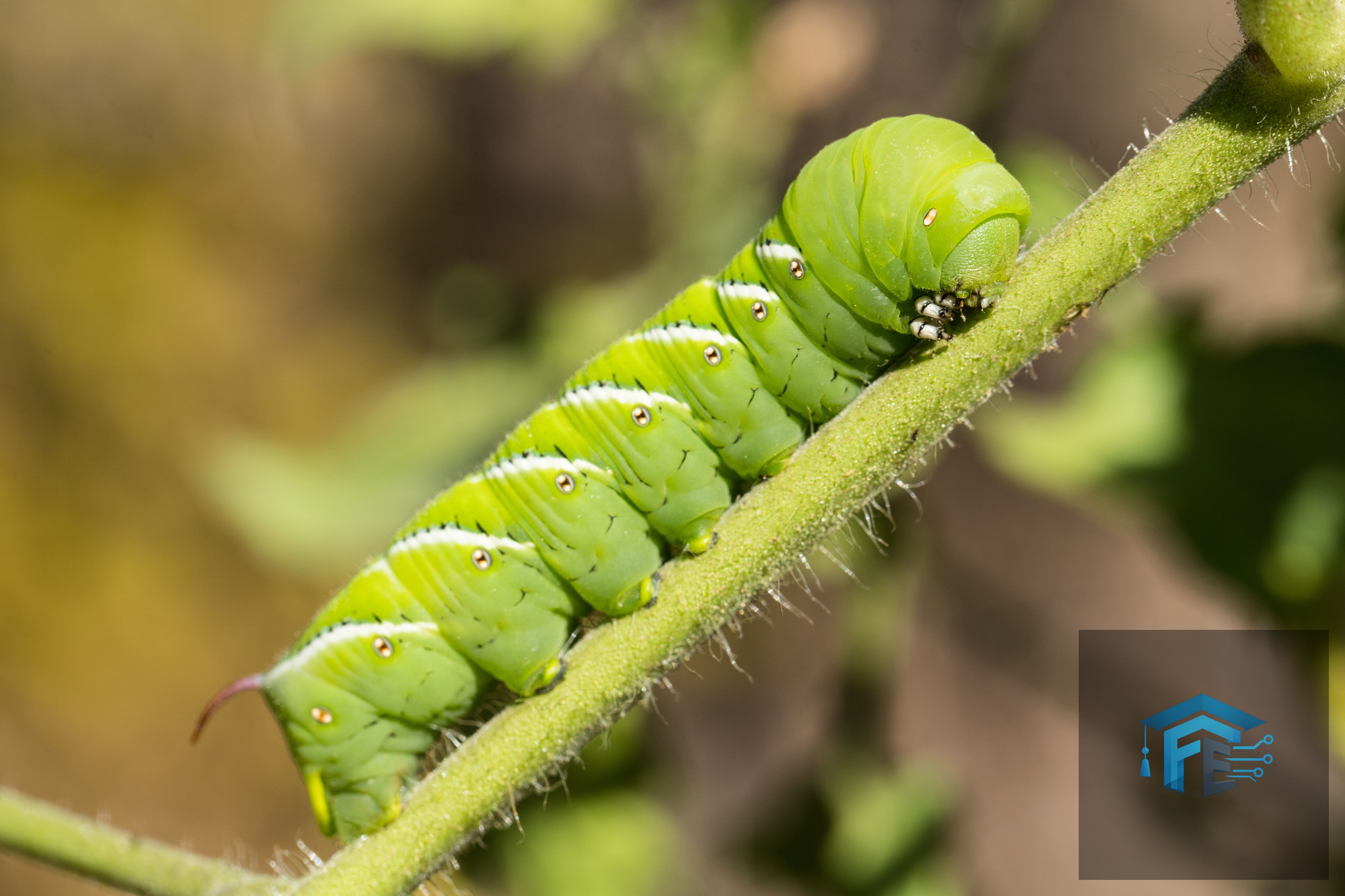 Scientists Put Caterpillars in an Ultraquiet Chamber to Learn How They Hear Without Ears