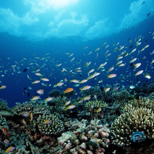 NOAA is putting commercial fishing ahead of conservation