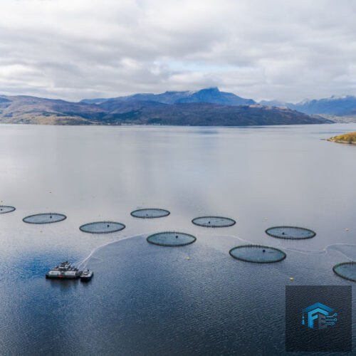 Farmed salmon may not be as nutritious as it once was, new research suggests